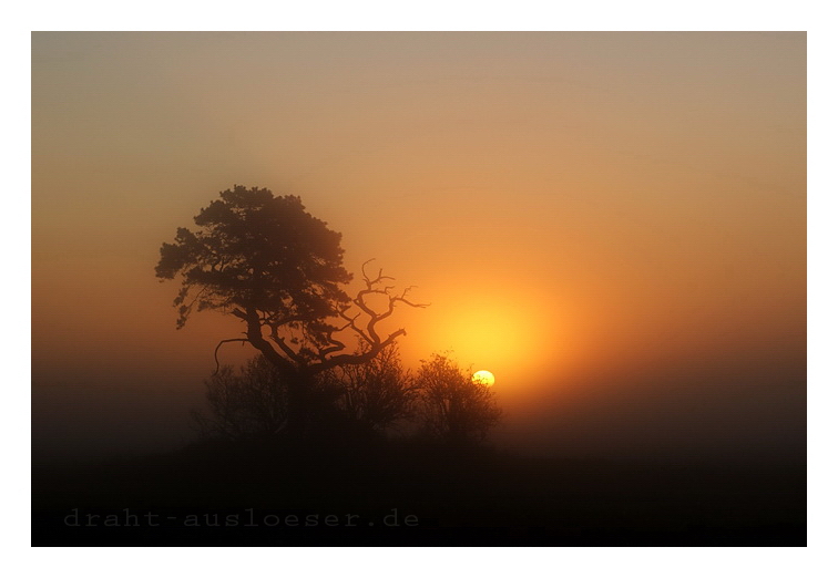 Morgennebel