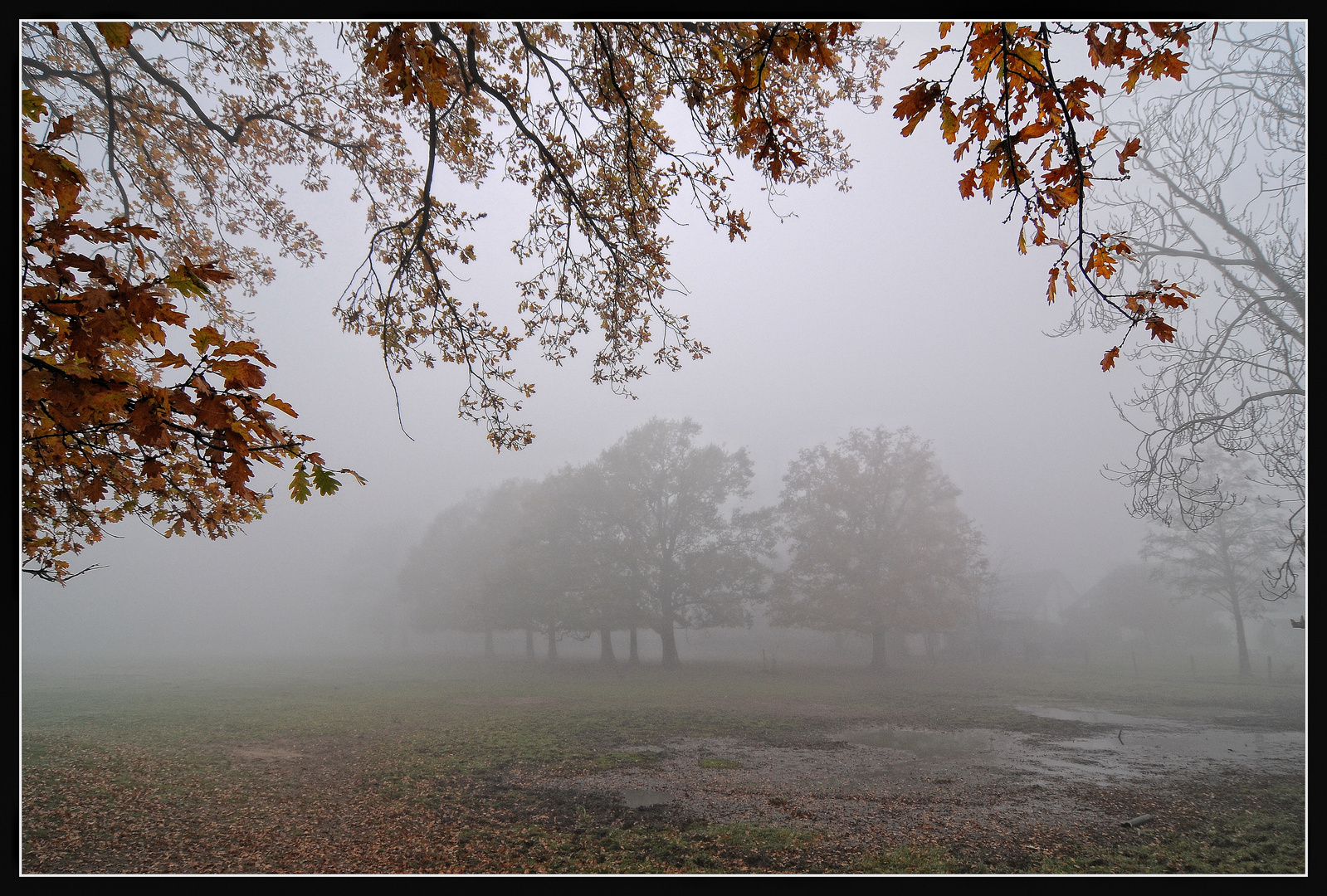 Morgennebel