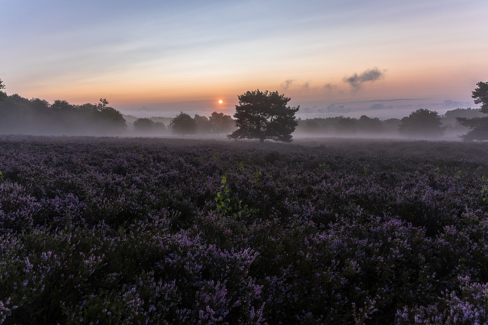 Morgennebel 