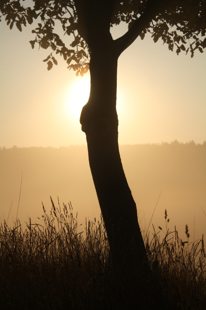 Morgennebel