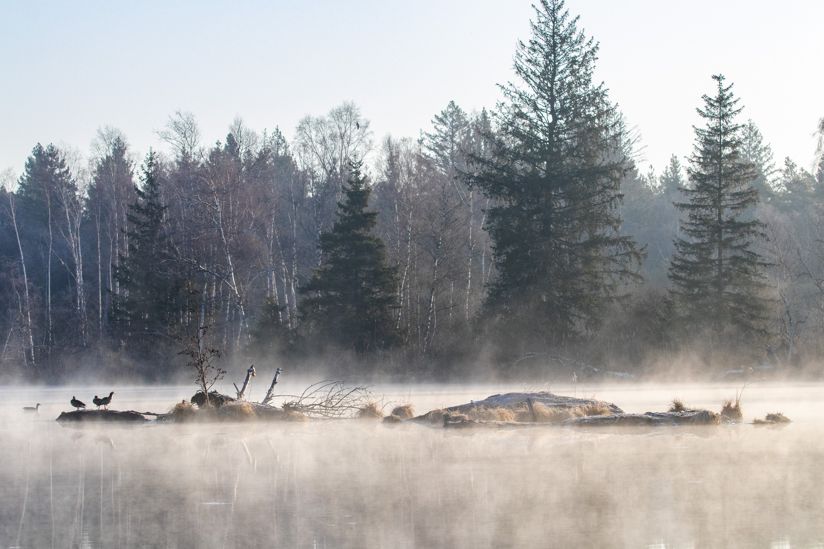 Morgennebel