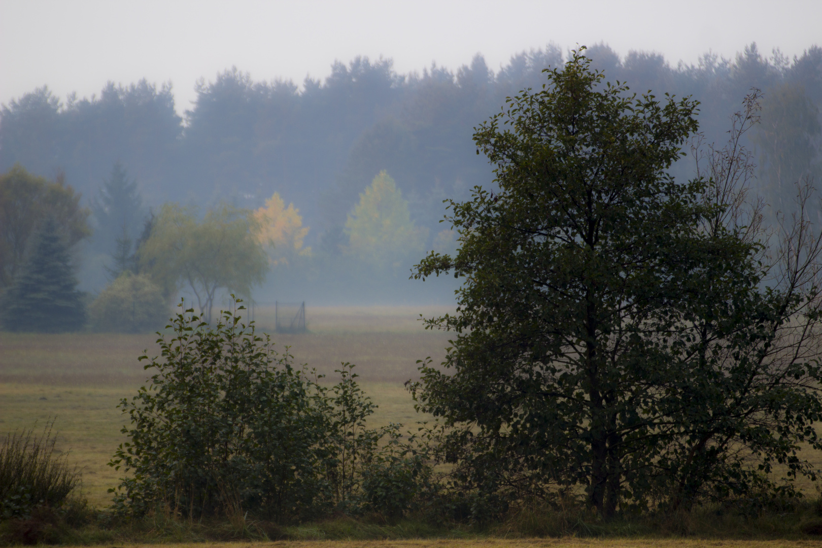 Morgennebel