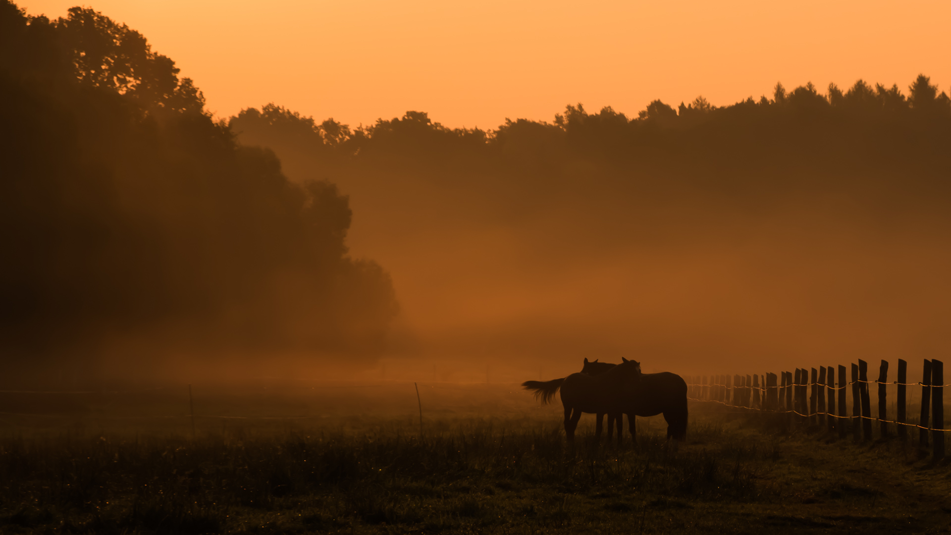 Morgennebel