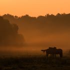 Morgennebel