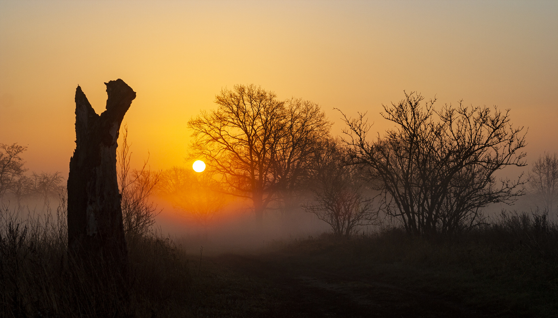 morgennebel