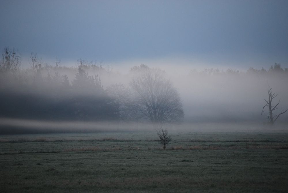 Morgennebel