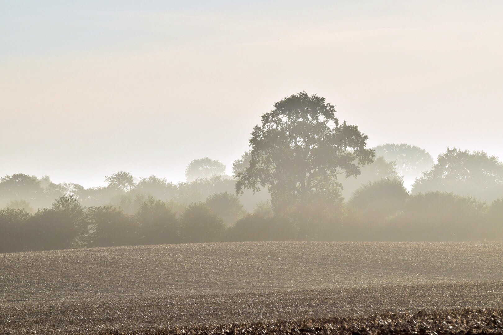 Morgennebel