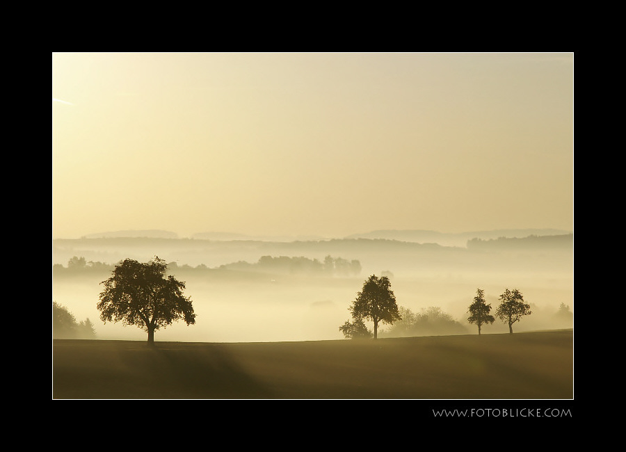 Morgennebel