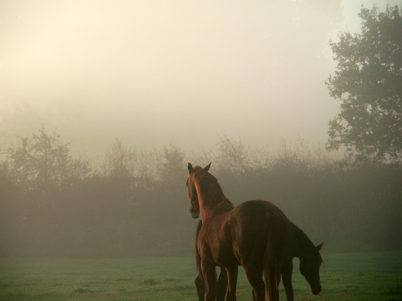 Morgennebel