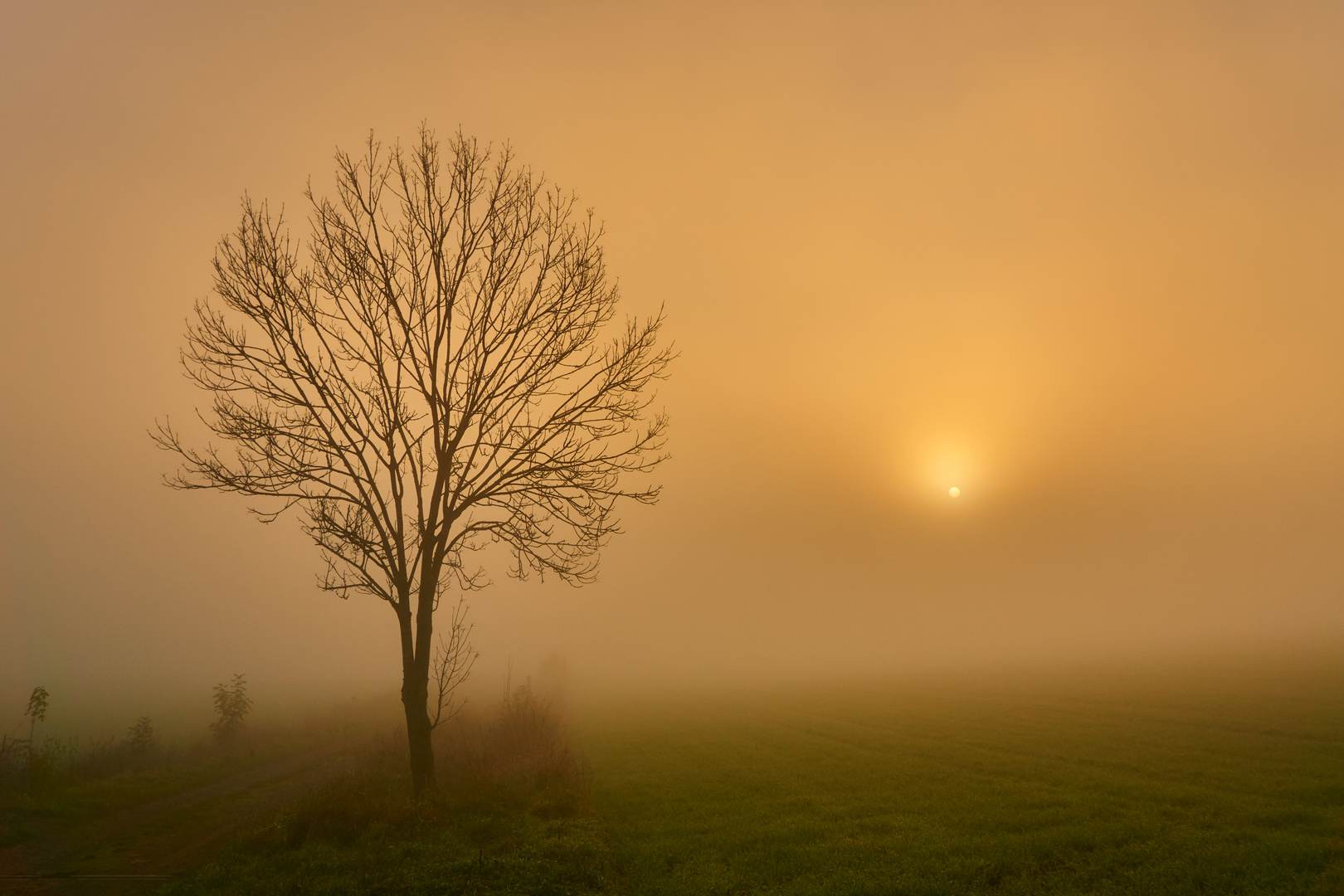 Morgennebel