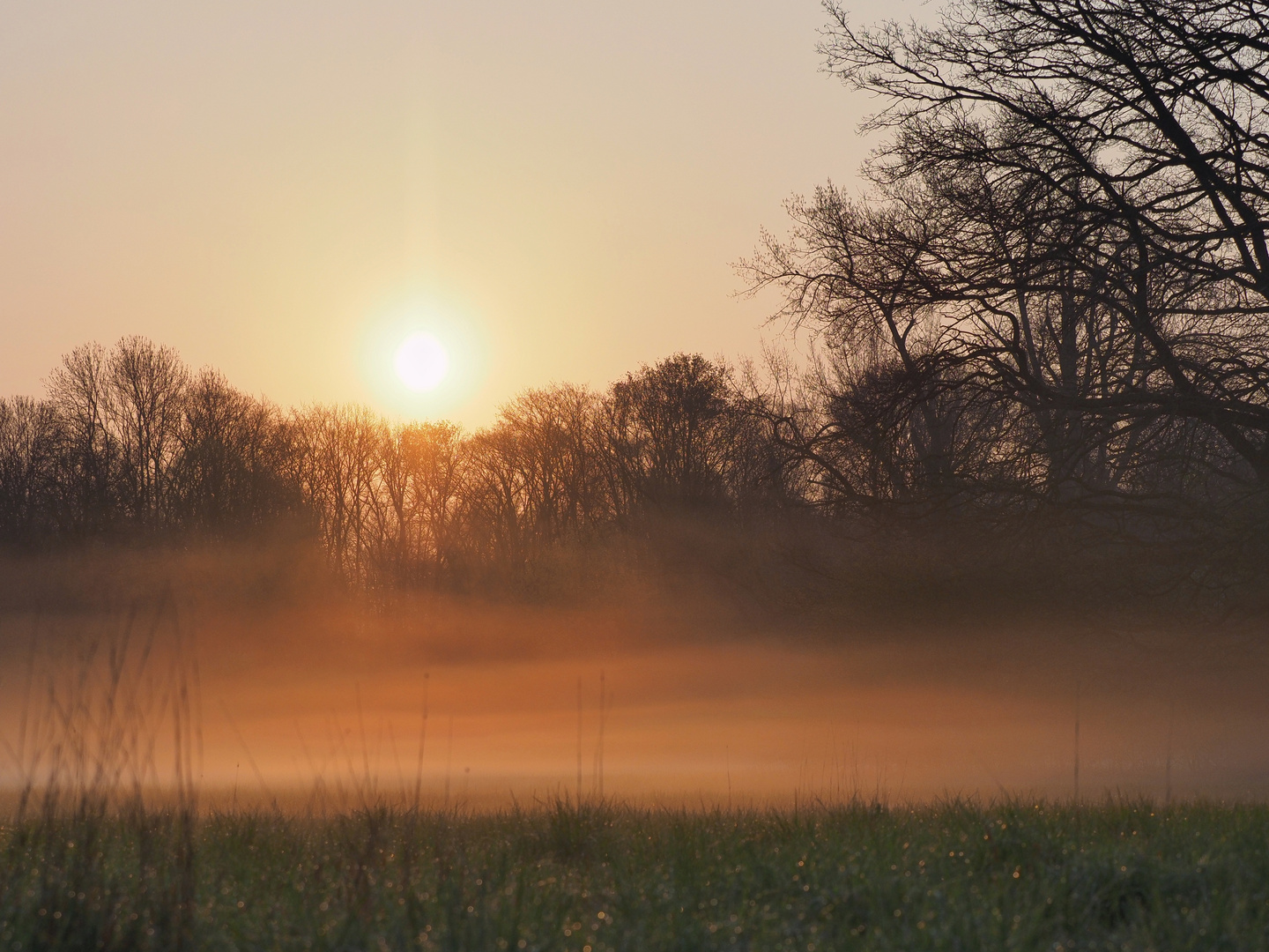 Morgennebel