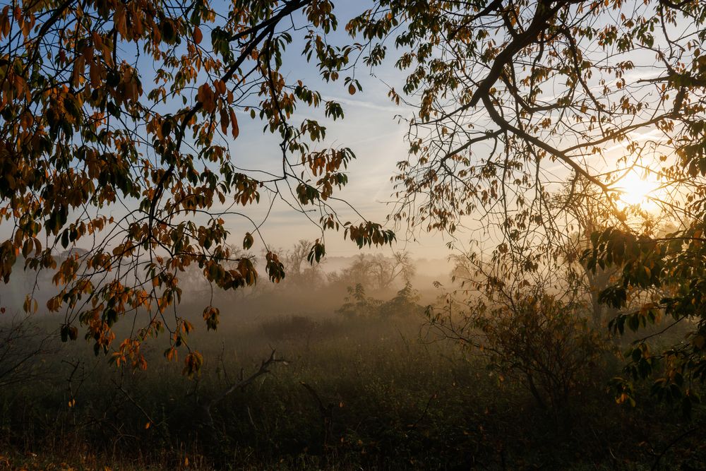 Morgennebel