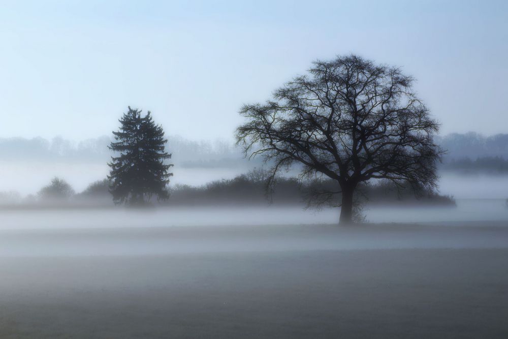 Morgennebel