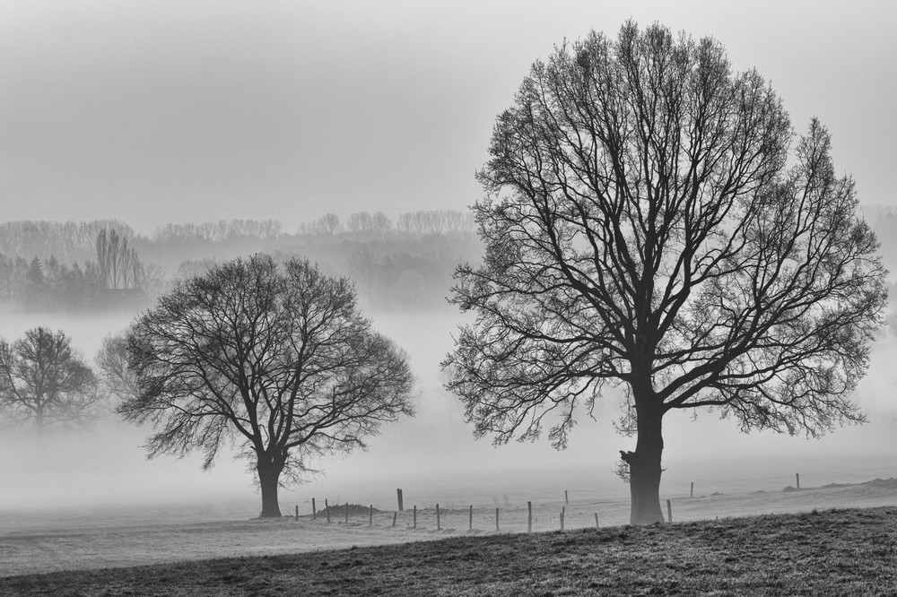 Morgennebel