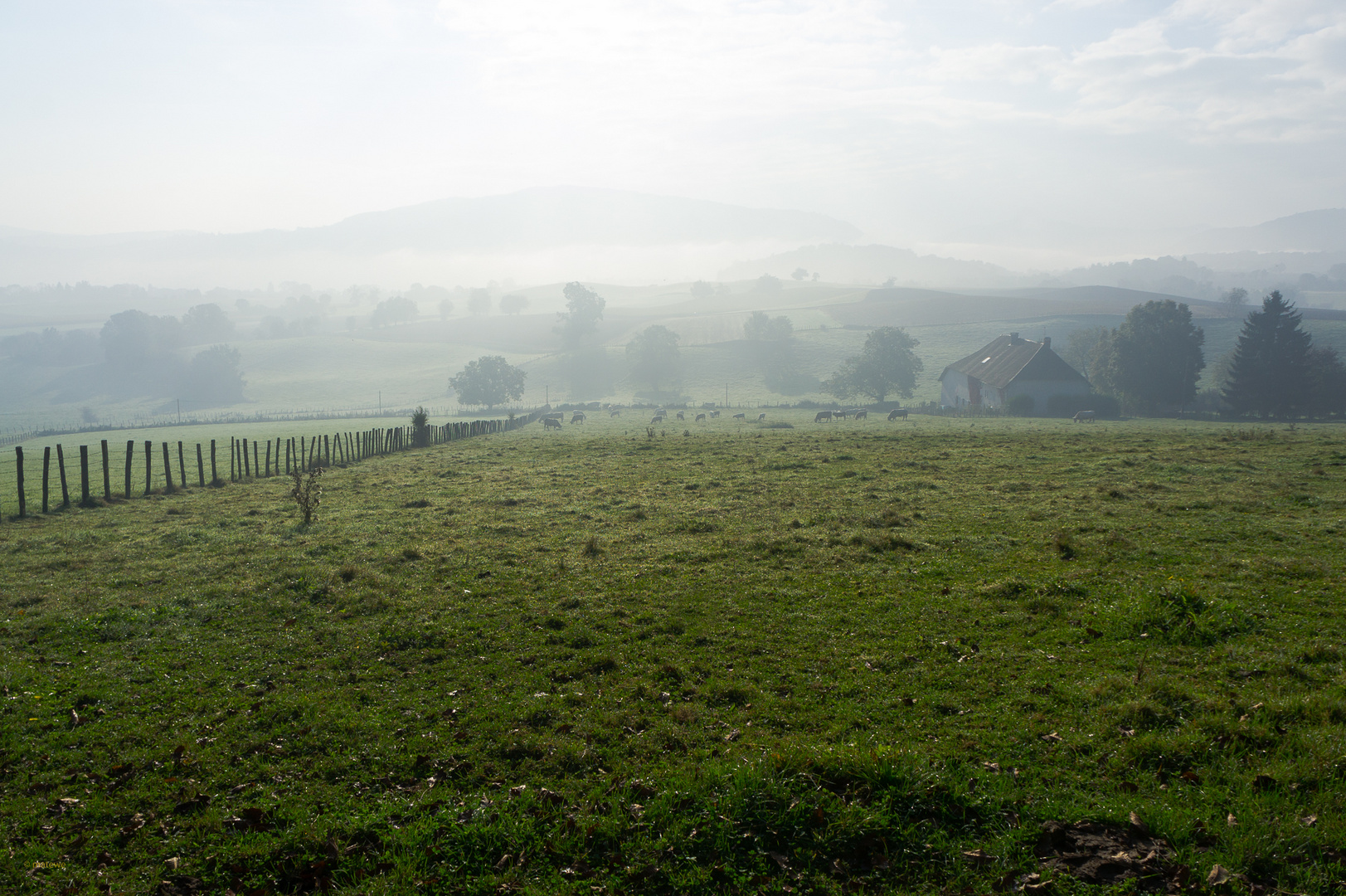 Morgennebel