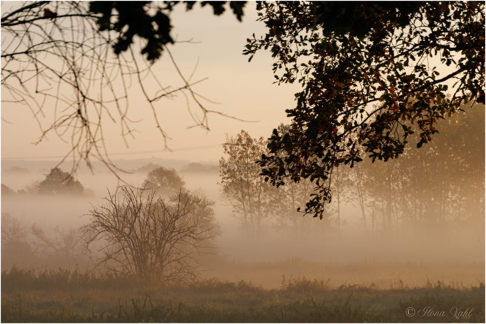 Morgennebel