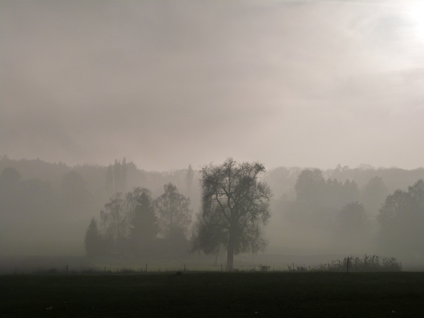 Morgennebel