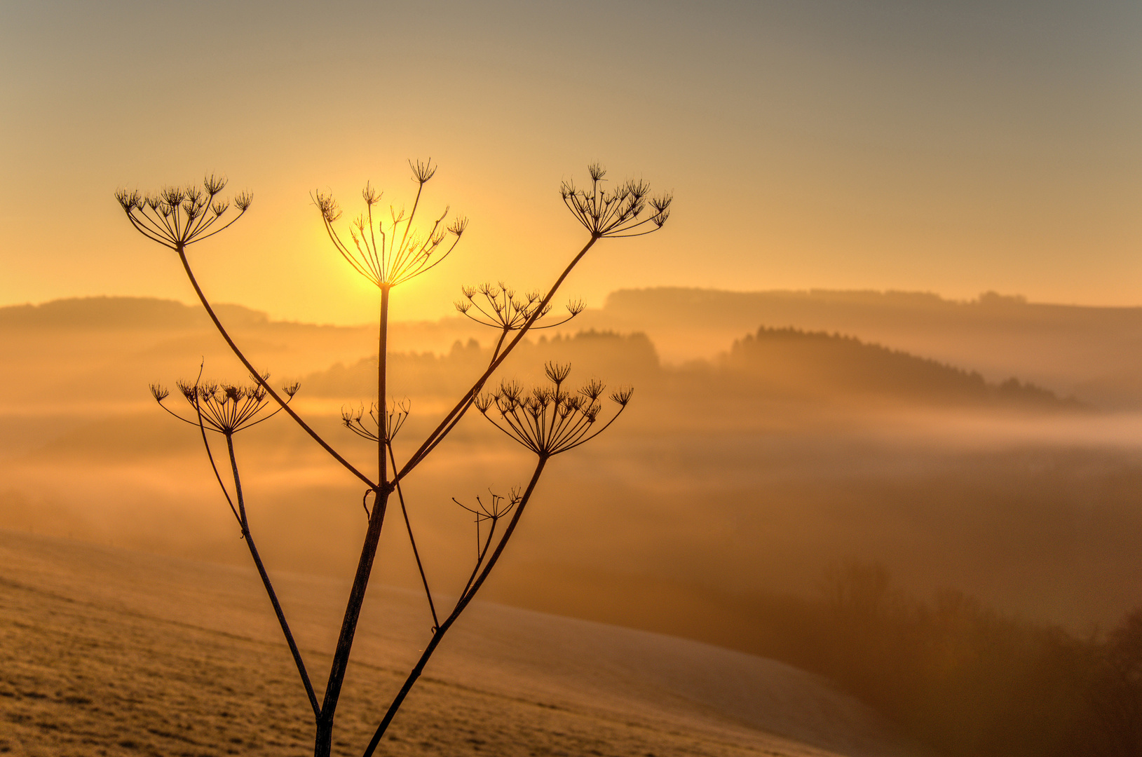 Morgennebel