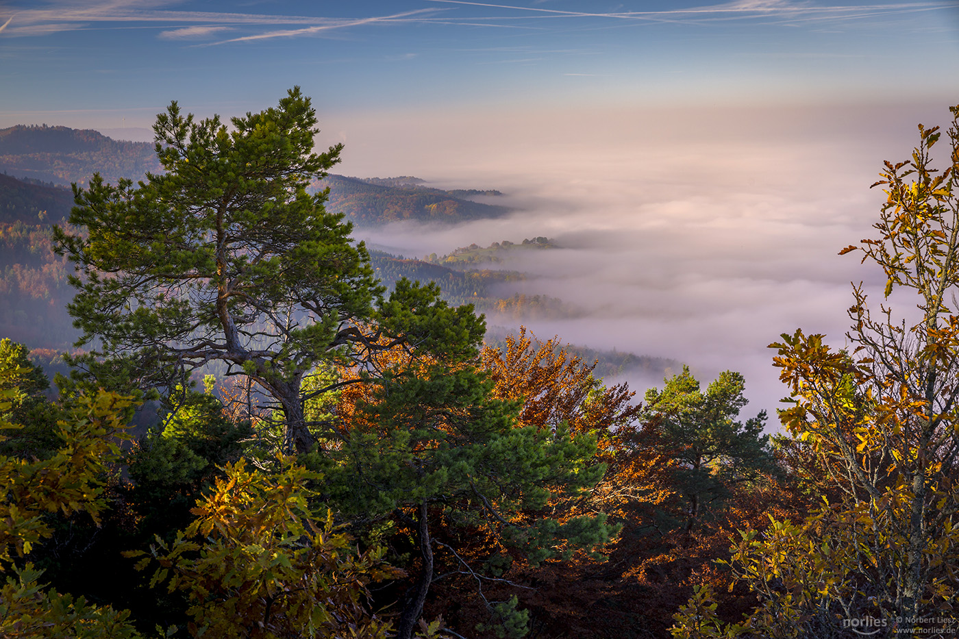 Morgennebel