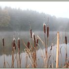 Morgennebel