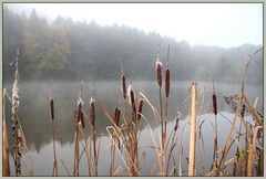 Morgennebel