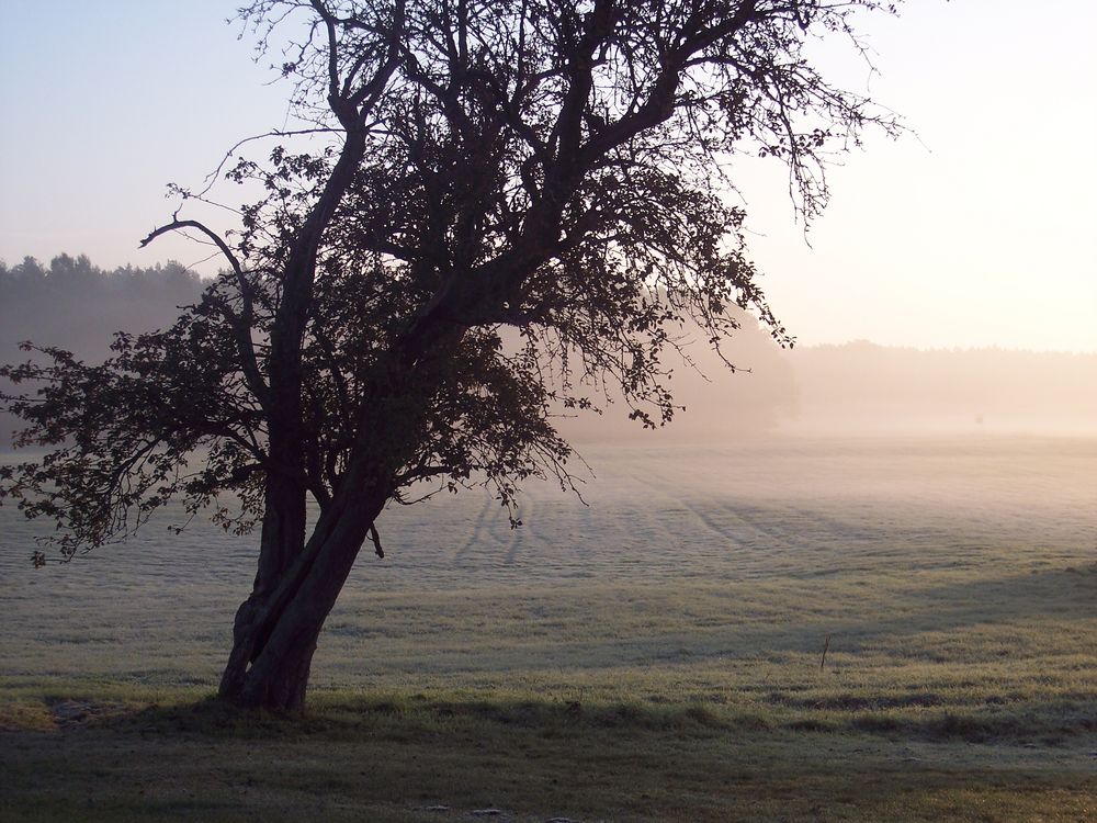 Morgennebel