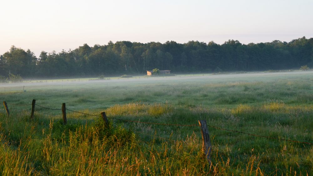 Morgennebel