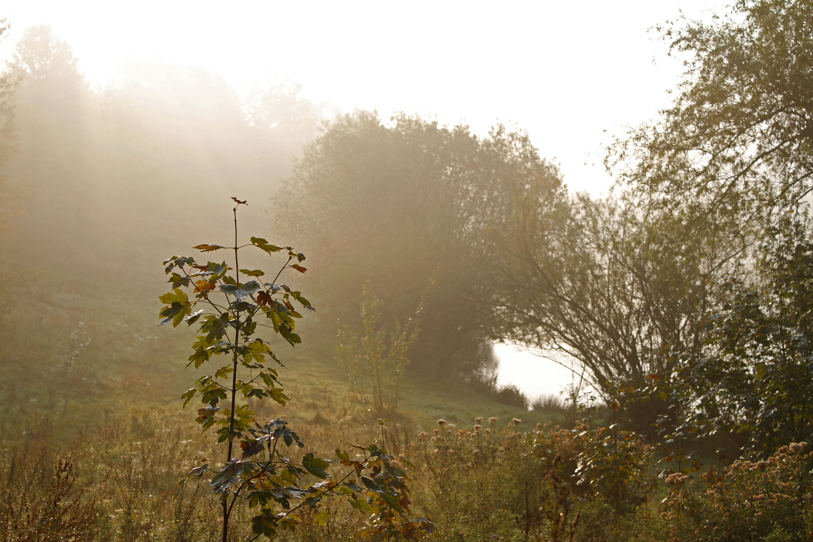 Morgennebel