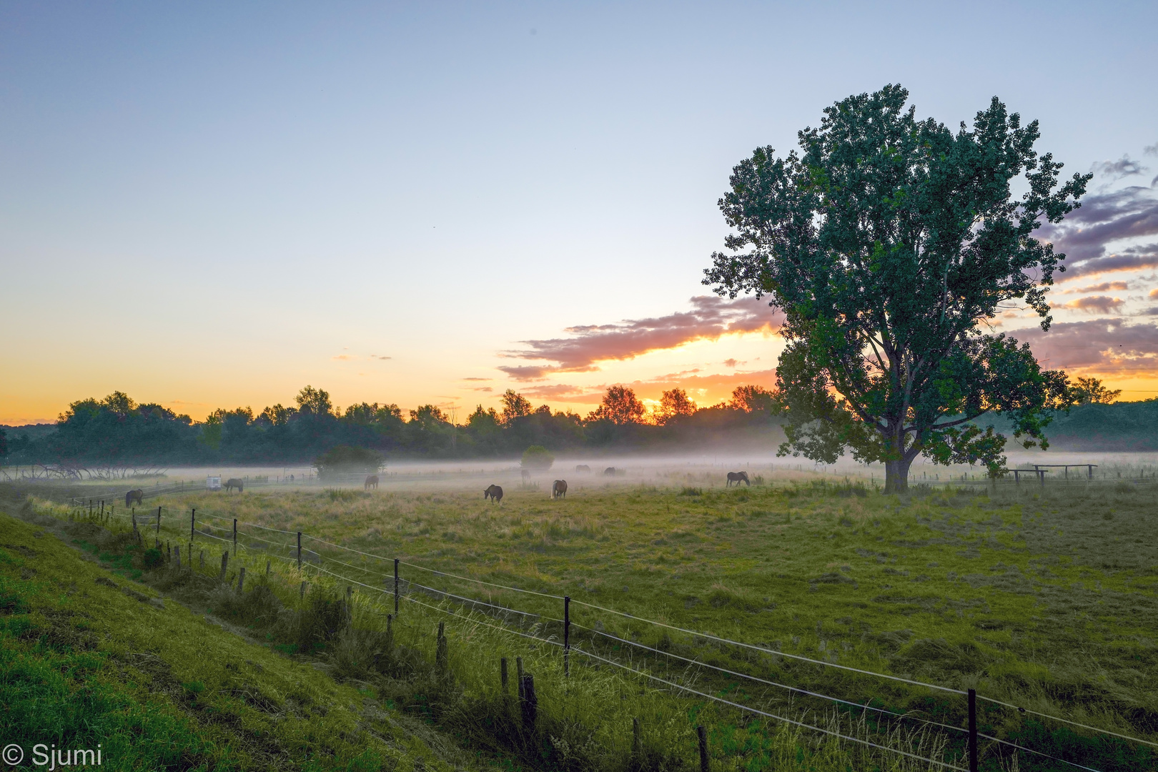 Morgennebel