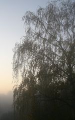 Morgennebel