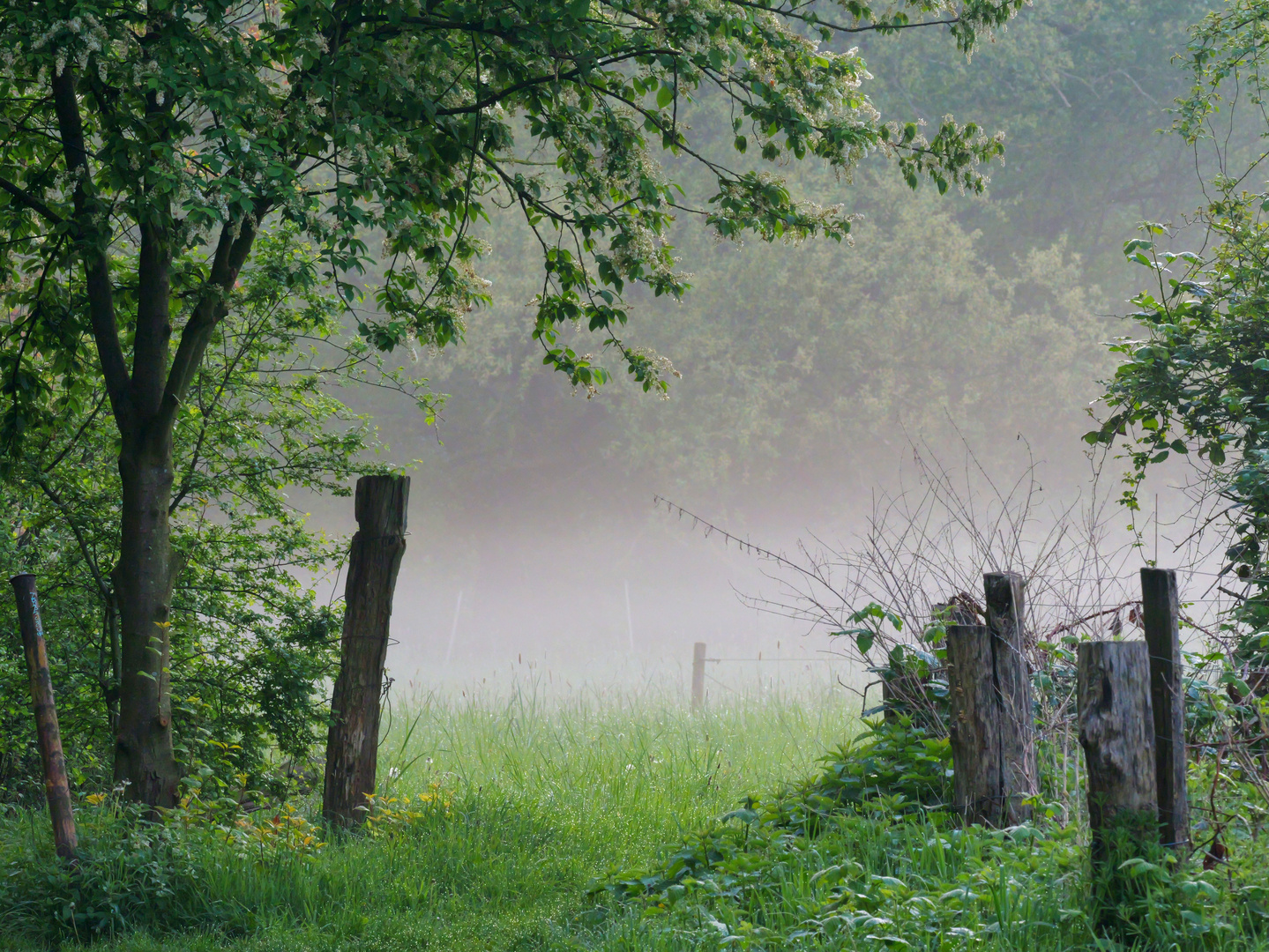 Morgennebel