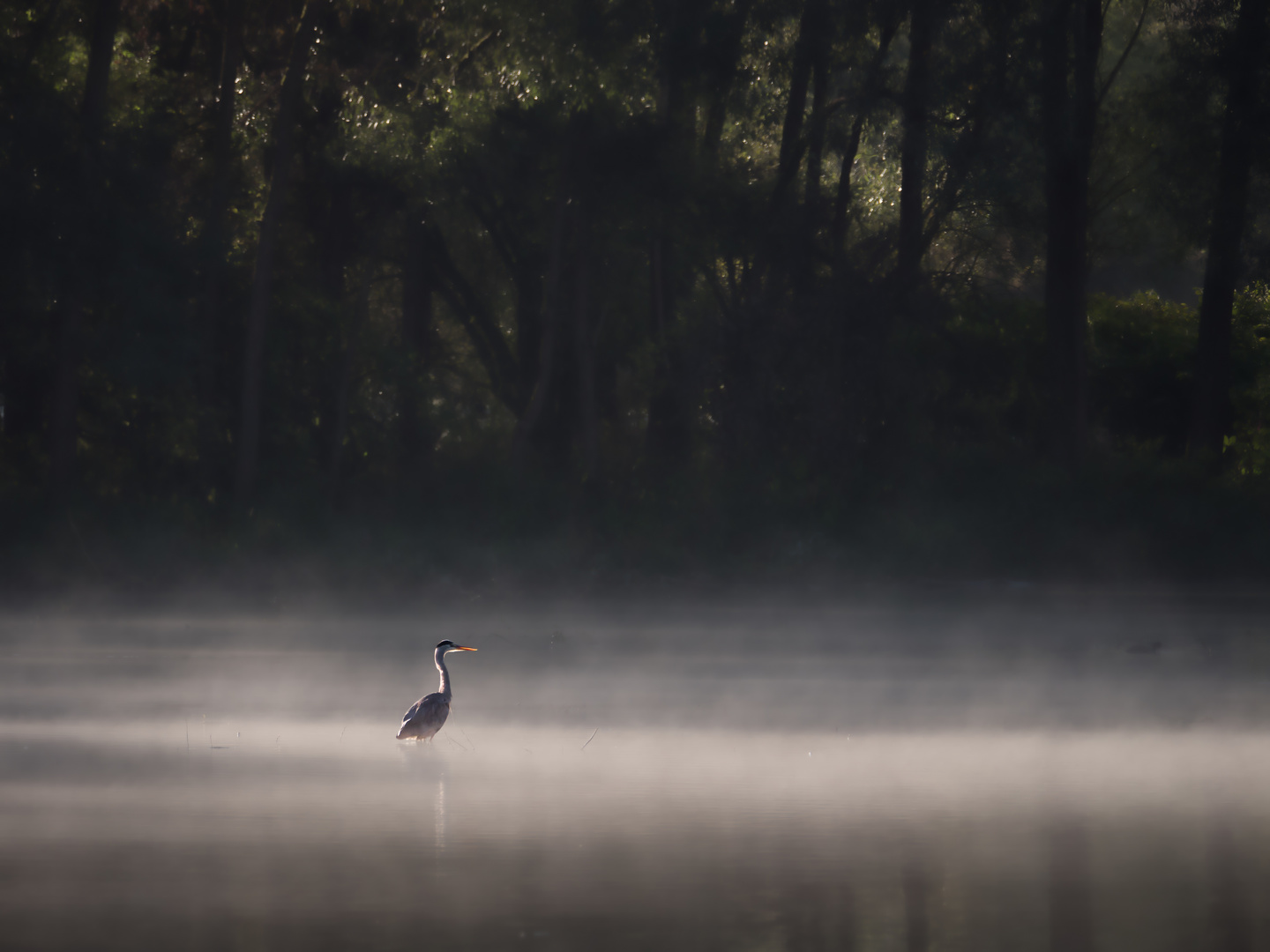 Morgennebel