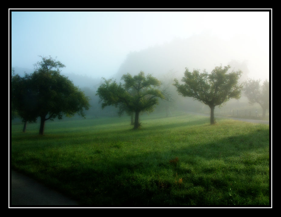 Morgennebel