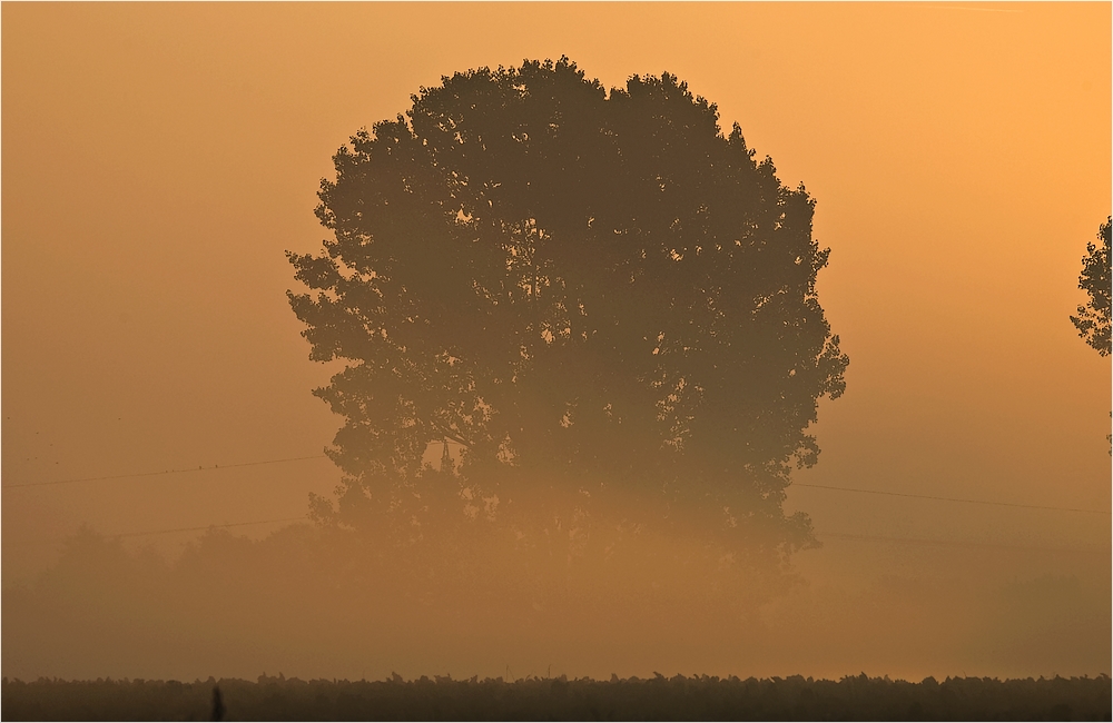 Morgennebel