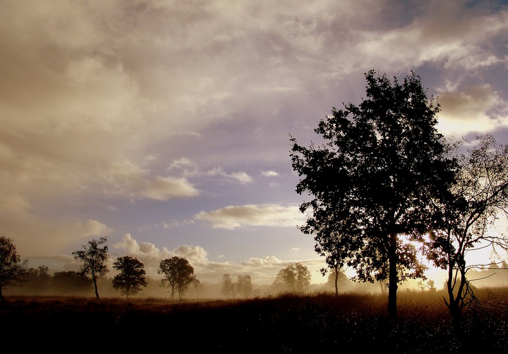 morgennebel