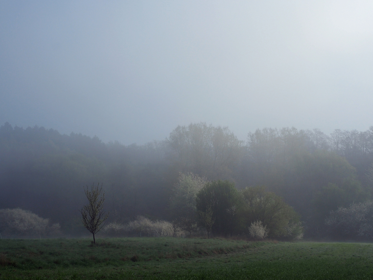 Morgennebel