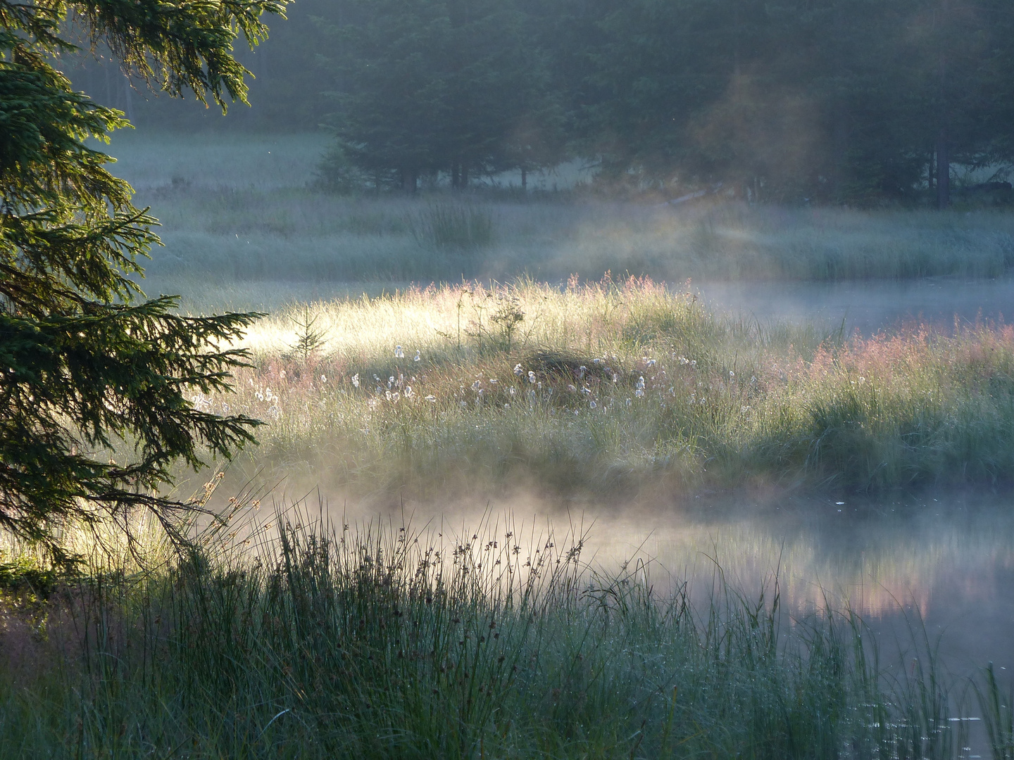 Morgennebel