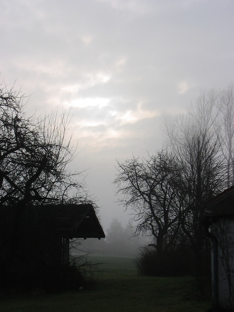 Morgennebel