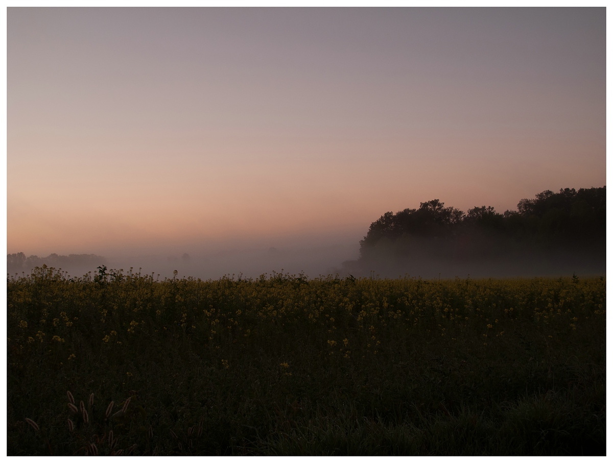 Morgennebel