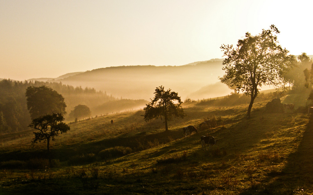 Morgennebel