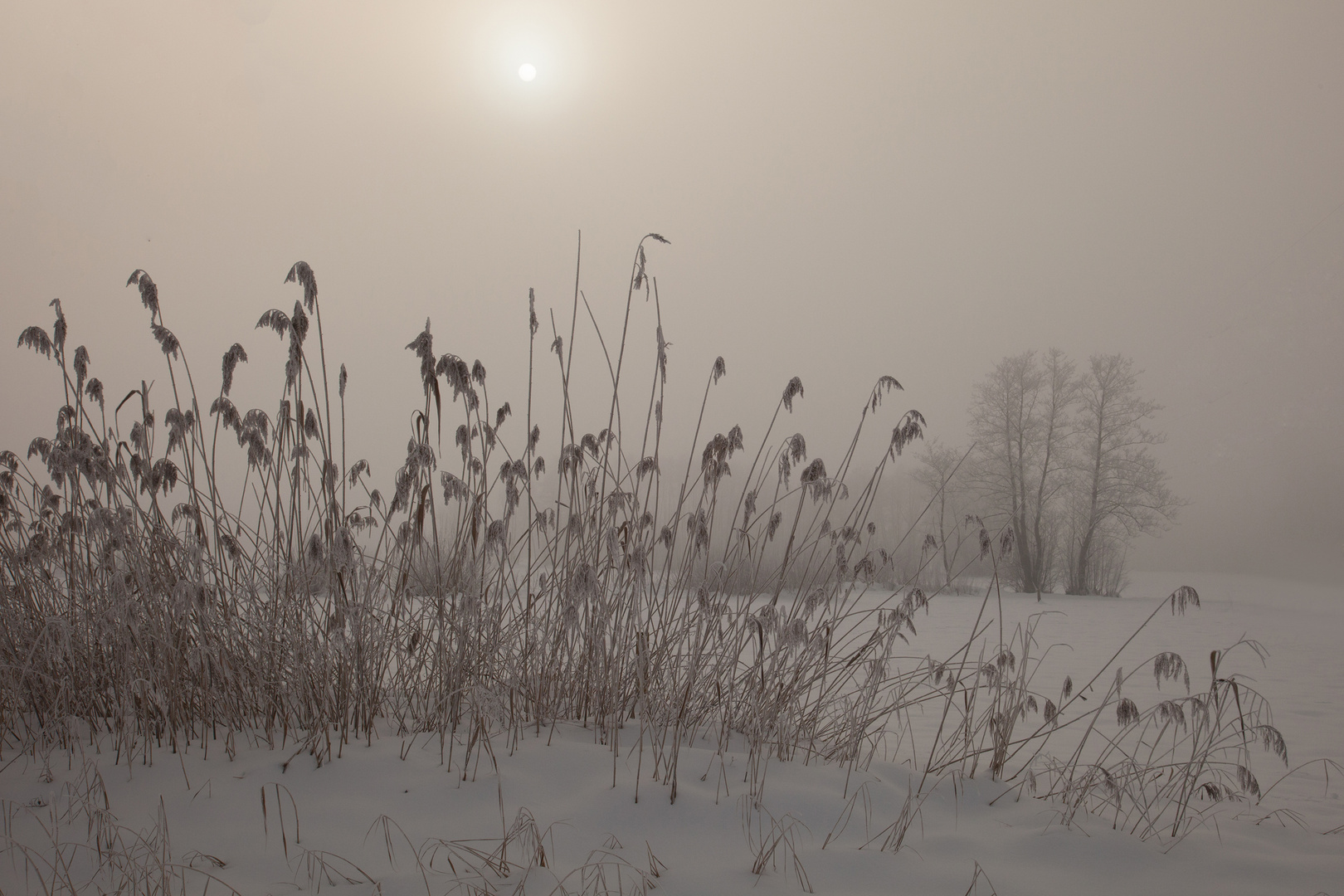 Morgennebel