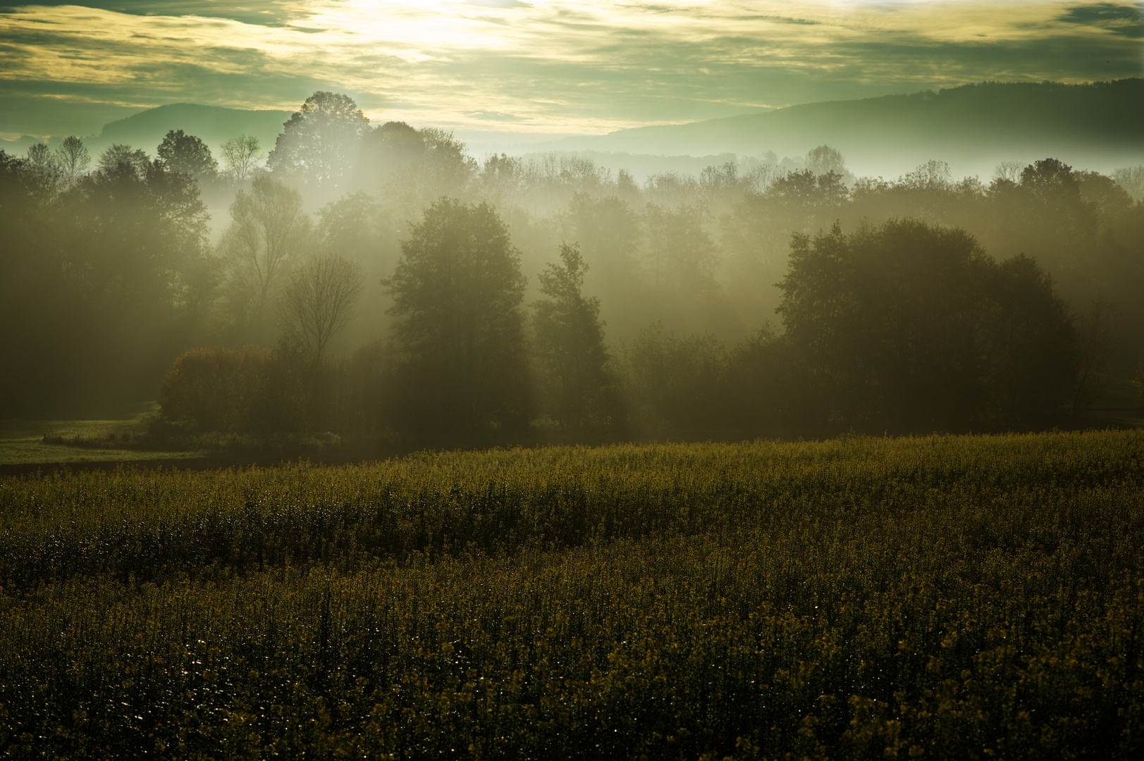 Morgennebel