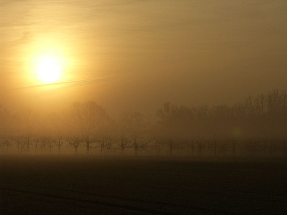 Morgennebel