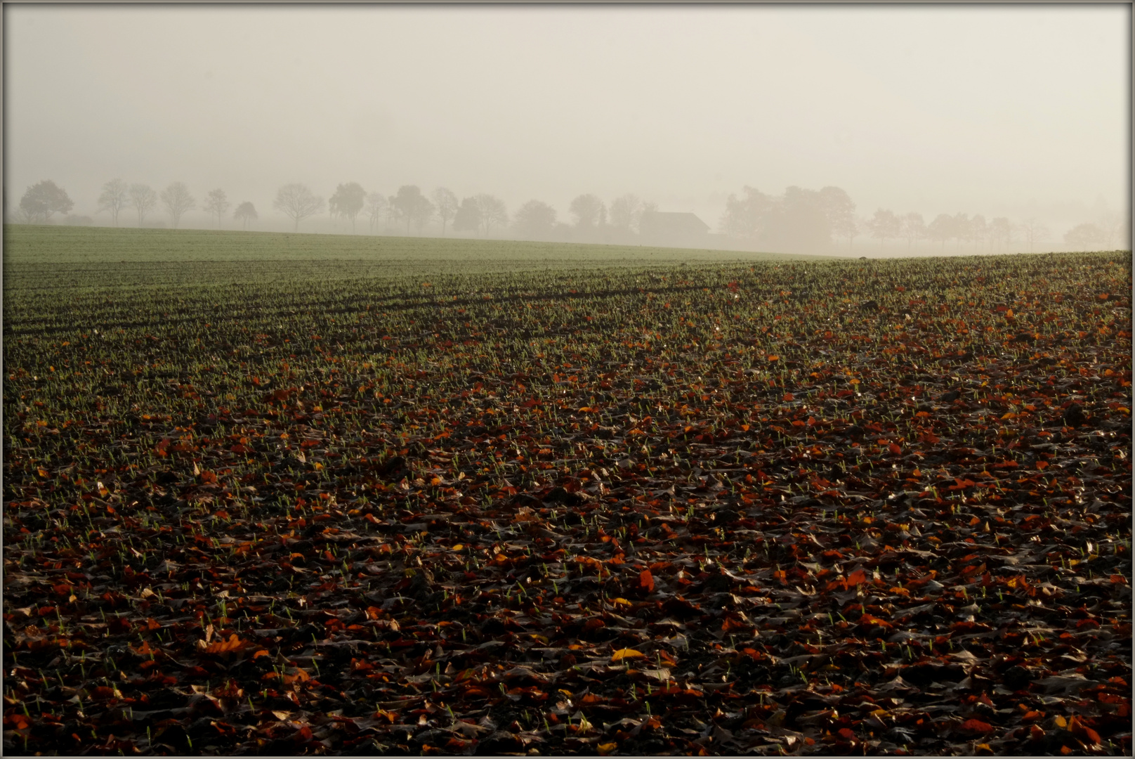 Morgennebel