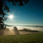 Morgennebel