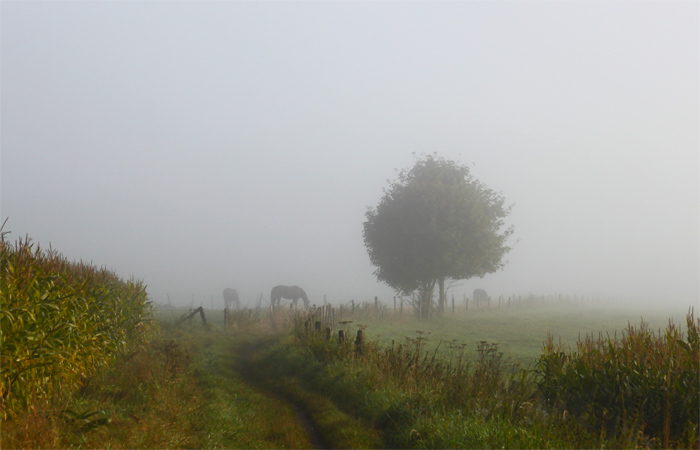 Morgennebel