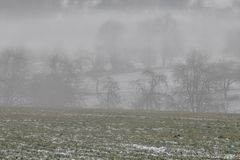 Morgennebel