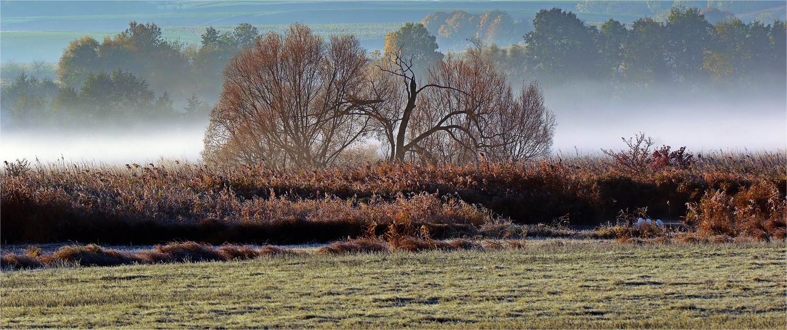 Morgennebel