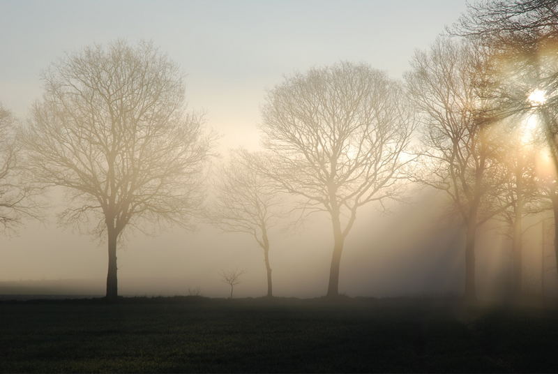 Morgennebel