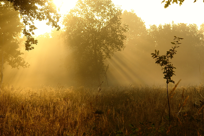 Morgennebel